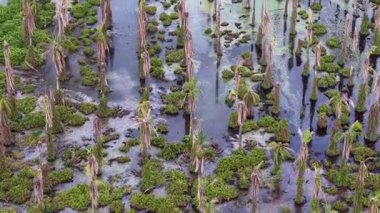 Bir sürü ağaç ve bitkinin olduğu sel basmış bir bölge. Su bulanık ve kahverengi. Bölgede bir sürü ağaç var, bazıları ölü.