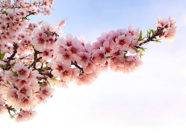 Rama almendro cuajado flores