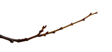 İzole beyaz bir giriş üzerinde tomurcuklar ile erik meyve ağacı şube