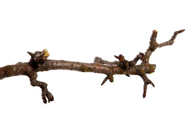 İzole beyaz arka planda tomurcuklar ile Kuru armut ağacı şube. 