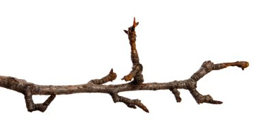 İzole beyaz arka planda tomurcuklar ile Kuru armut ağacı şube. 