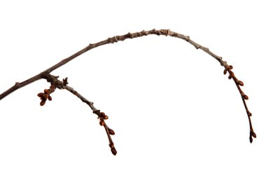 Cherry fruit tree branch with buds on an isolated white backgrou