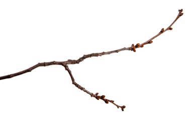 Cherry fruit tree branch with buds on an isolated white backgrou