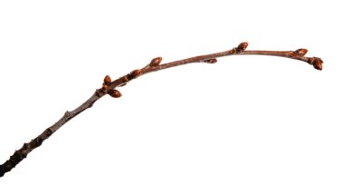 Cherry fruit tree branch with buds on an isolated white backgrou