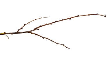 İzole beyaz bir giriş üzerinde tomurcuklar ile kayısı meyve ağacı şube