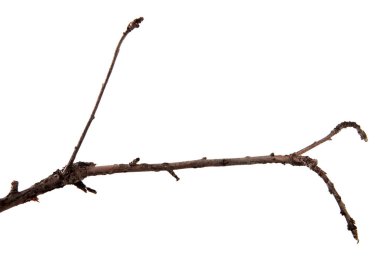 İzole beyaz arka planda meyve kiraz ağacının şube.