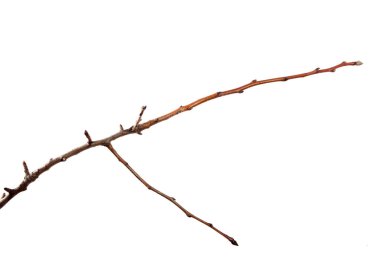 İzole beyaz arka planda kayısı meyve ağacının dalı.