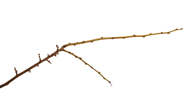 Ramo di albero da frutto di prugne con boccioli su un backgro bianco isolato — Foto Stock