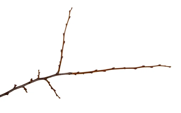 Zweig eines Zwetschgenfruchtbaums mit Knospen auf einem isolierten weißen Backgro — Stockfoto