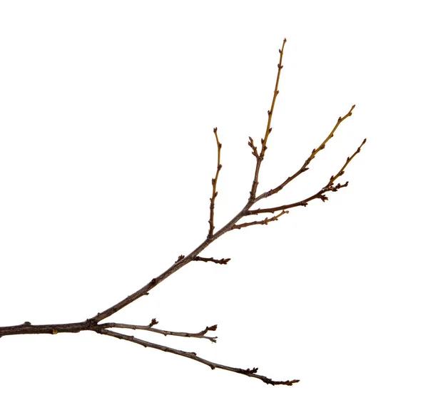 Rama de ciruelo árbol frutal con brotes en un backgro blanco aislado — Foto de Stock