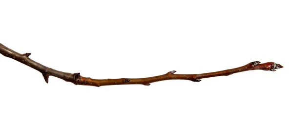 Dry pear tree branch with buds on an isolated white background. — Stock Photo, Image
