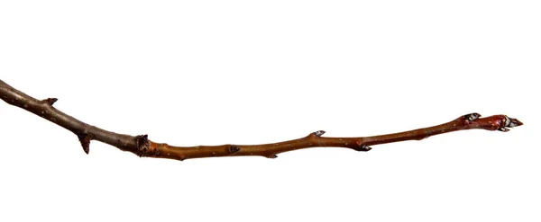 Dry Pear Tree Branch met knoppen op een geïsoleerde witte achtergrond. — Stockfoto