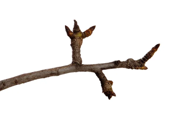 Branche sèche de poirier avec bourgeons sur un fond blanc isolé . — Photo