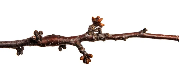 Cherry fruit tree branch with buds on an isolated white backgrou — Stok fotoğraf