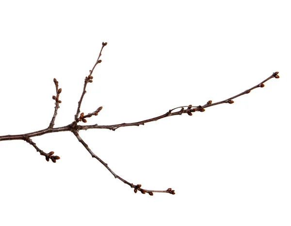 Ramo de árvore de frutas cereja com botões em um backgrou branco isolado — Fotografia de Stock