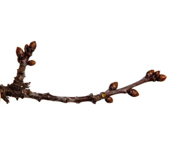 Cherry fruit tree branch with buds on an isolated white backgrou — Stok fotoğraf