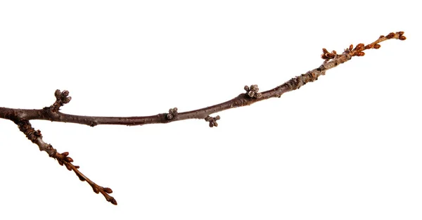 孤立した白い backgrou の芽とチェリーフルーツツリーブランチ — ストック写真