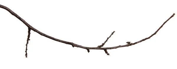 İzole beyaz bir giriş üzerinde tomurcuklar ile kayısı meyve ağacı şube