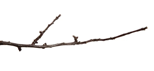 Rama de árbol frutal de albaricoque con brotes en un backgro blanco aislado —  Fotos de Stock