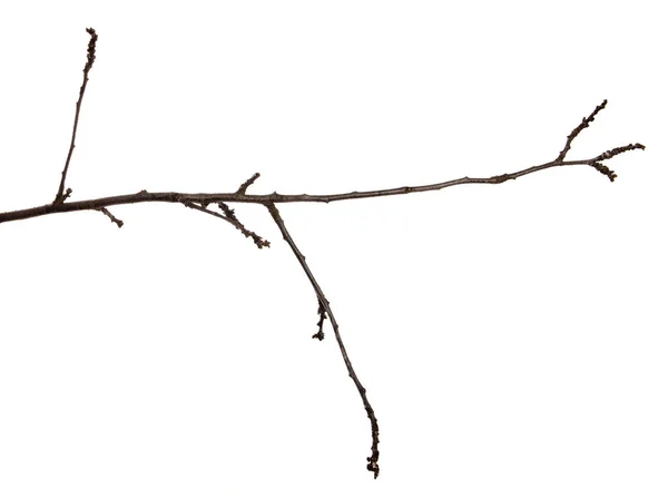 Абрикосова гілка фруктового дерева з бруньками на ізольованому білому фоні — стокове фото