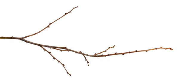 İzole beyaz bir giriş üzerinde tomurcuklar ile kayısı meyve ağacı şube