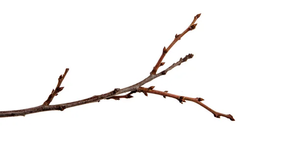 Apricot fruit tree branch with buds on an isolated white backgro — Stock Photo, Image