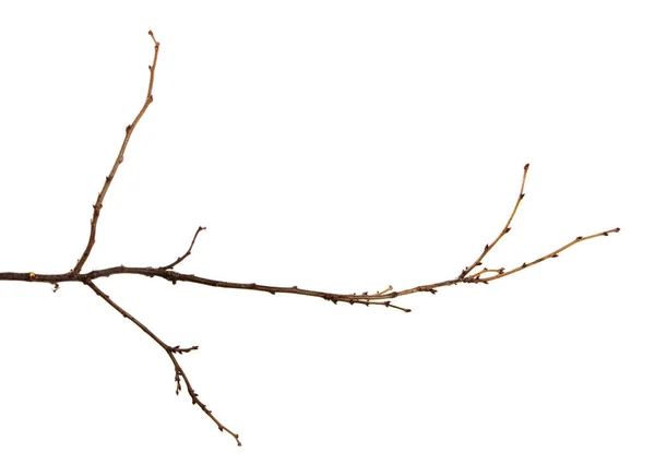 Tak van een fruitboom met knoppen op een geïsoleerde witte achtergrond — Stockfoto