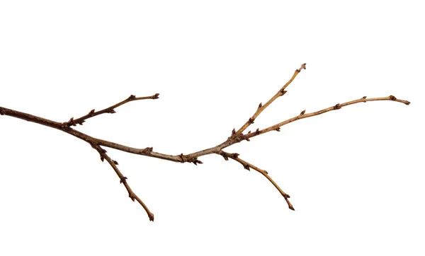 İzole beyaz arka planda tomurcuklar ile meyve ağacının şube