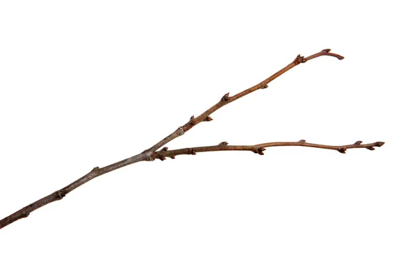 Κλαδί ενός οπωροφόρα δέντρα με μπουμπούκια σε απομονωμένο λευκό φόντο — Φωτογραφία Αρχείου