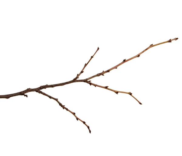 Branche d'un arbre fruitier avec bourgeons sur un fond blanc isolé — Photo