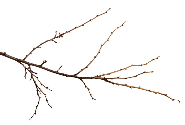 고립 된 흰색 배경에 싹이 있는 과일 나무의 가지 — 스톡 사진