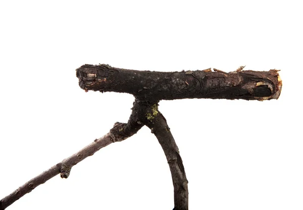 Tak van fruitboom op een geïsoleerde witte achtergrond. — Stockfoto