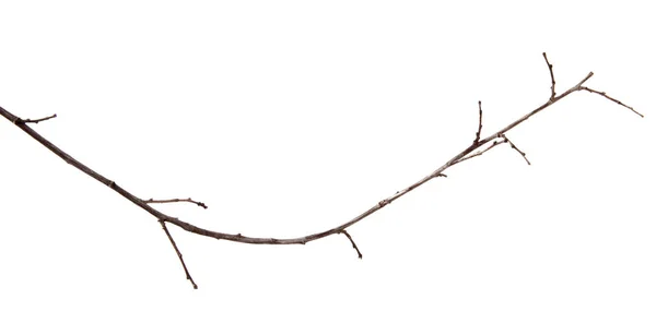 孤立した白い漫画の芽を持つプラムフルーツの木の枝 — ストック写真