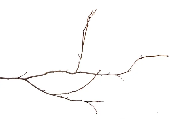 Gren av plommon frukt träd med knoppar på en isolerad vit backgro — Stockfoto