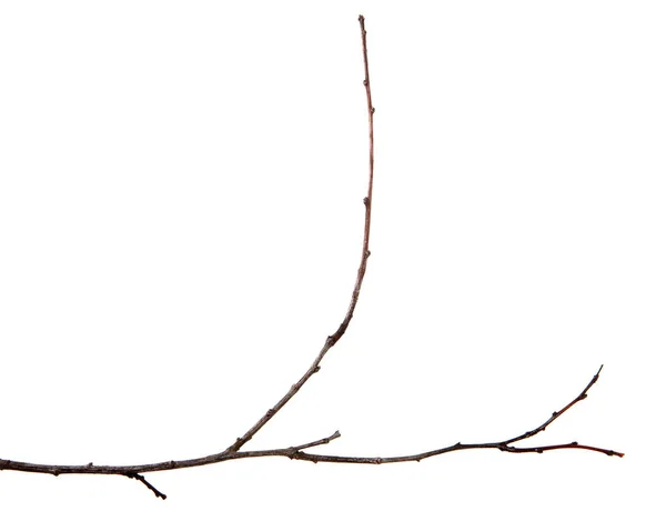 Branche de prunier fruitier avec bourgeons sur un fond blanc isolé — Photo