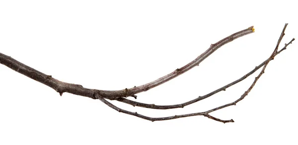 Κλαδί από δαμάσκηνο φρούτο με μπουμπούκια σε μια απομονωμένη λευκή — Φωτογραφία Αρχείου