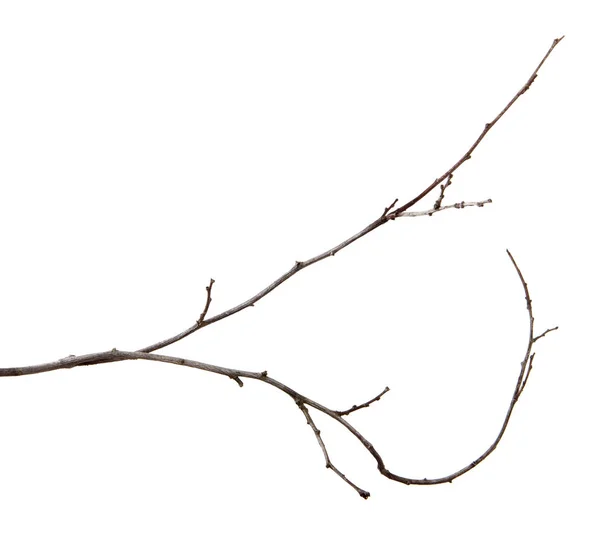 Branche de prunier fruitier avec bourgeons sur un fond blanc isolé — Photo