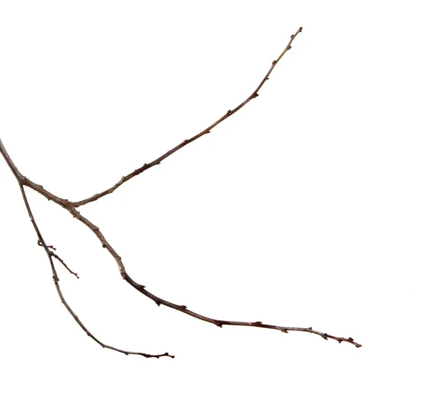 Ветвь сливы фруктовое дерево с бутонами на изолированной белой backgro — стоковое фото