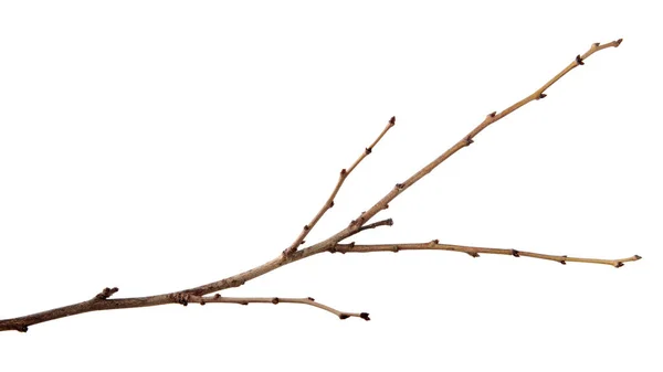 Rama de ciruelo árbol frutal con brotes en un backgro blanco aislado —  Fotos de Stock