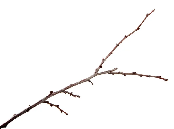 İzole beyaz bir giriş üzerinde tomurcuklar ile erik meyve ağacı şube