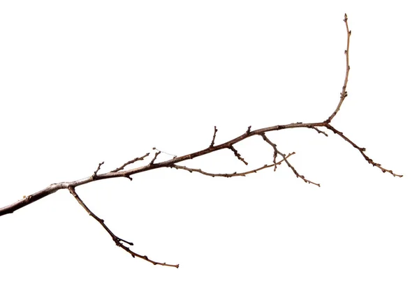Гілка сливового фруктового дерева з бруньками на ізольованому білому фоні — стокове фото