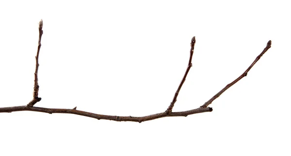 Větev třešňového stromu na izolovaném bílém pozadí. — Stock fotografie