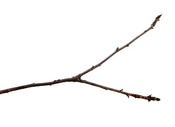 Zweig eines Kirschbaums auf einem isolierten weißen Hintergrund. — Stockfoto