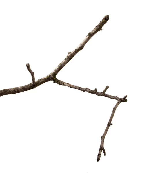 Una rama de árbol frutal de pera sobre un fondo blanco aislado . —  Fotos de Stock