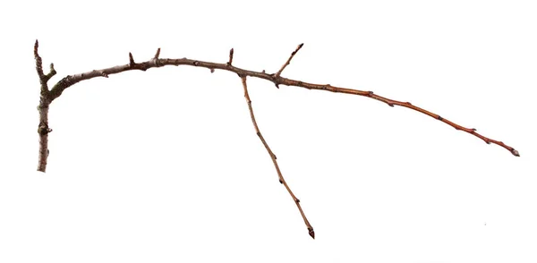 Zweig eines Aprikosenbaums auf einem isolierten weißen Hintergrund. — Stockfoto