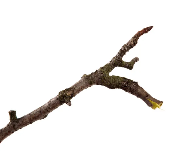 İzole beyaz arka planda armut meyve ağacının bir dalı.