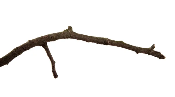 İzole beyaz arka planda armut meyve ağacının bir dalı.