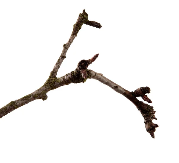 Um ramo de árvore de fruta de pêra em um fundo branco isolado . — Fotografia de Stock
