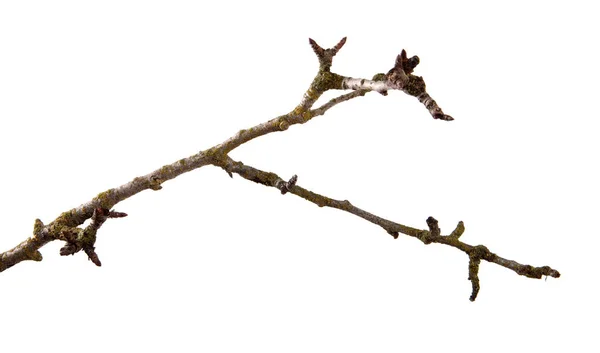 Um ramo de árvore de fruta de pêra em um fundo branco isolado . — Fotografia de Stock