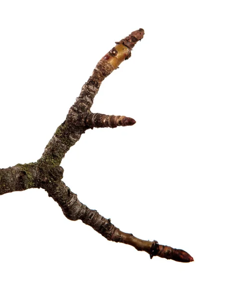 Una rama de árbol frutal de pera sobre un fondo blanco aislado . — Foto de Stock